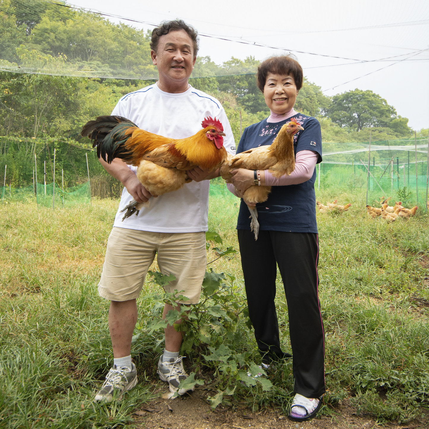 瀬戸内柑太郎「島たまご」３６個 (割れ保障３個付き)