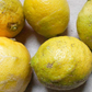 ≪白須レモンファーム≫レモン1.5キロ農薬・除草剤・化学肥料不使用