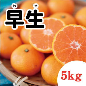 送料無料】甘さ太鼓判！濃厚！石地みかん５Kg – さいさいマルシェ