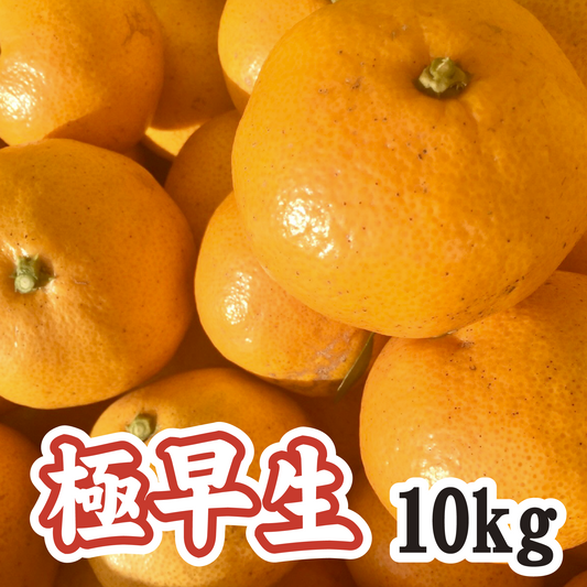 【10月中旬以降】甘酸っぱい！懐かしい味　極早生みかん１０Kg