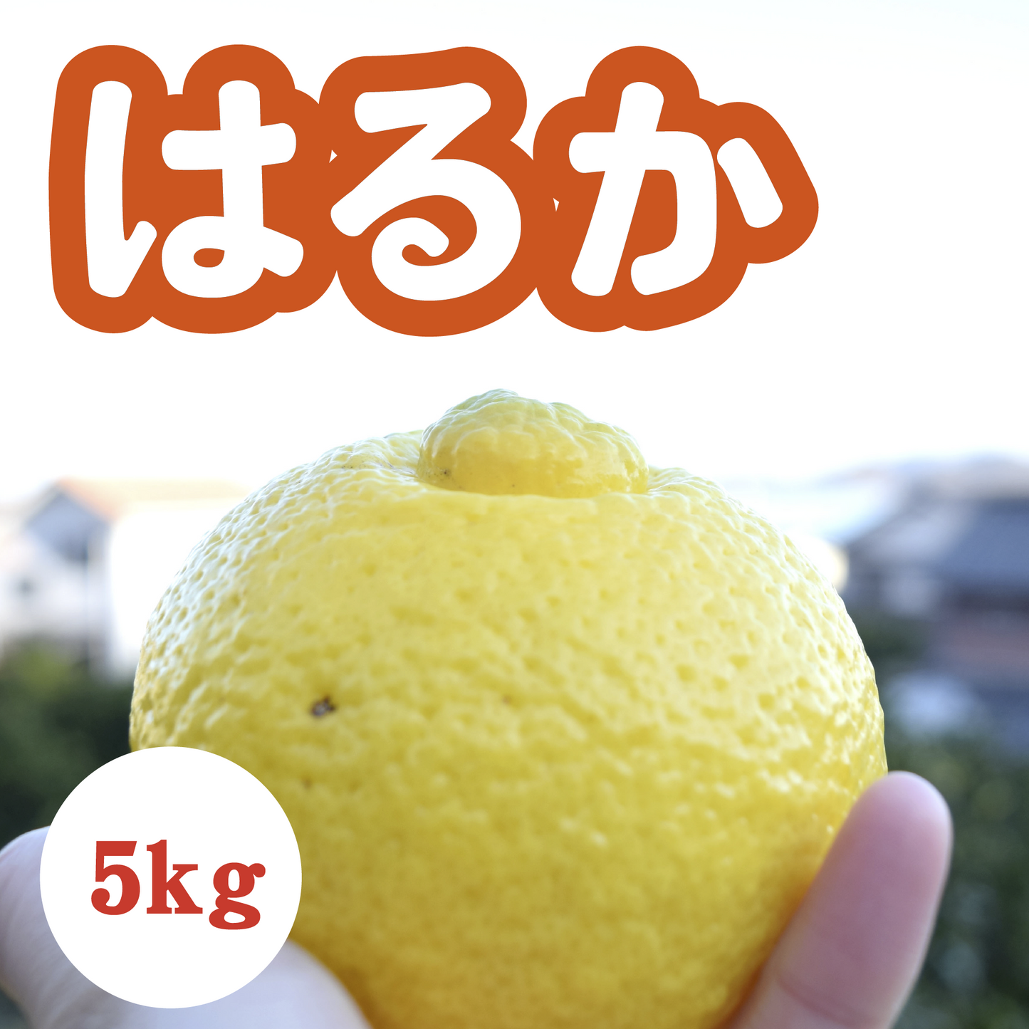 【3月中旬以降】甘くてジューシー！上品な味わい　はるか５Kg