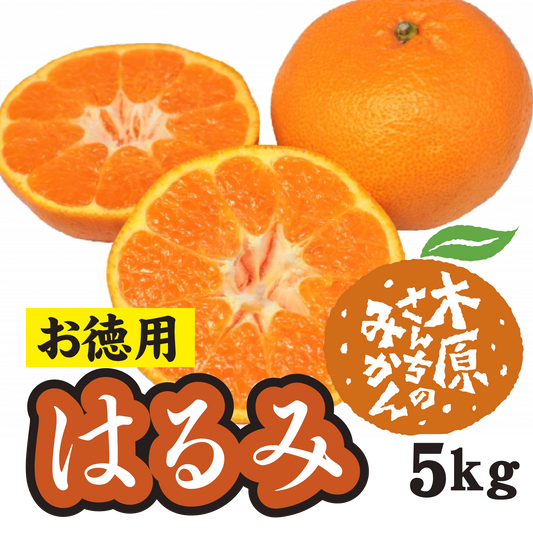 【2月中旬以降】≪お徳用≫はるみ　甘くて皮もむきやすい！５Ｋg