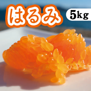 【2月中下旬以降】食べやすく美味しい高級品種 はるみ５Kg