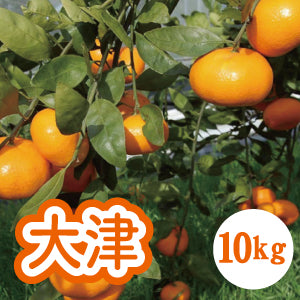 【1月上旬以降】甘さと濃くが深い 大津みかん１０Kg