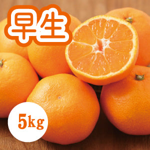 【11月上旬以降】『早生みかん』はとにかく甘い！５Ｋg