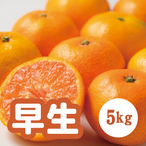 【11月上旬以降】みかんの味わいしっかり！ 早生みかん５Kg