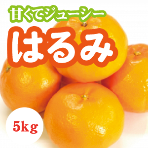 【2月上旬以降】貴重な品種『はるみ』甘さと酸味のハーモニー５Kg